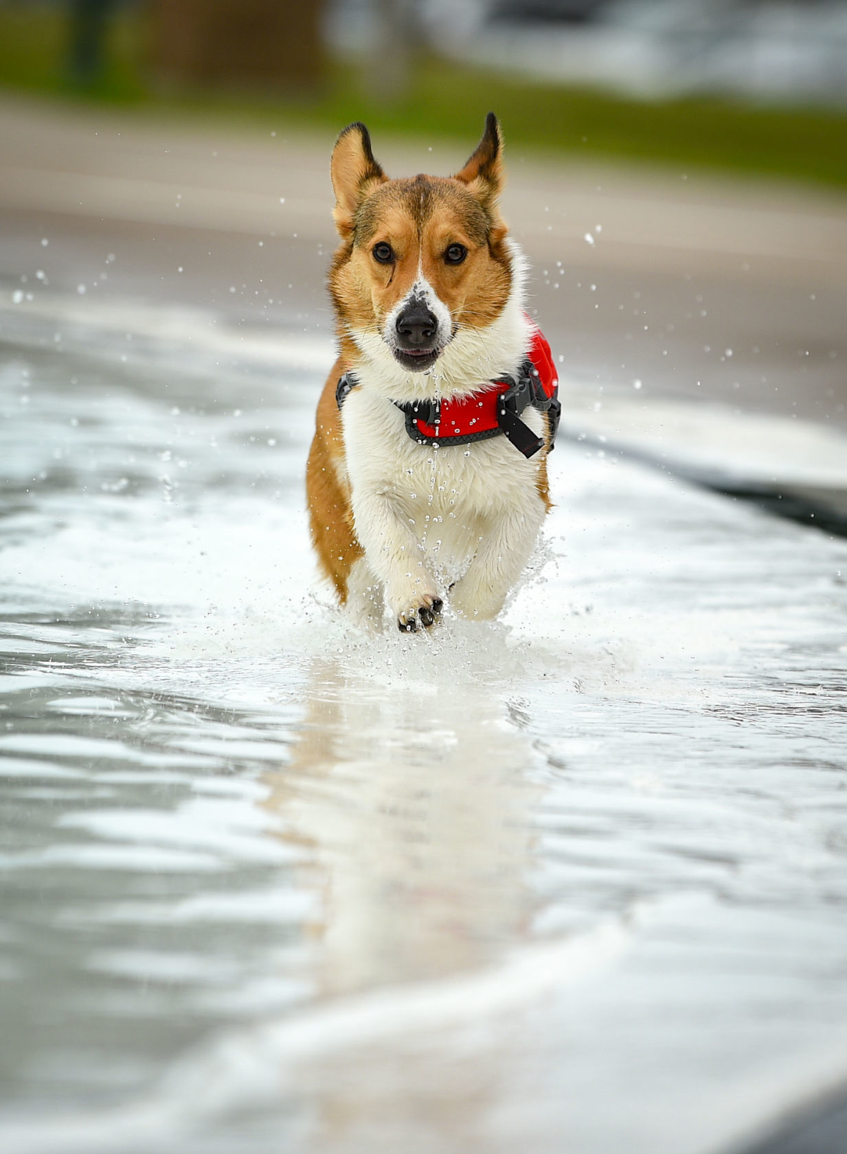 081919-mda-nws-furfriends-015a.JPG